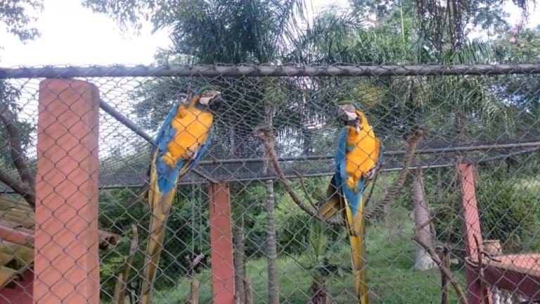 Imagem Lindo sitio a venda em Tatuí/SP