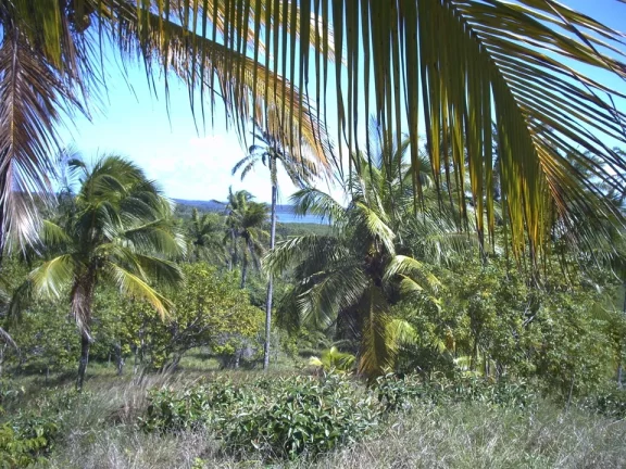 Imagem Ilha São Jerônimo