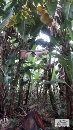 Imagem Terreno Residencial à venda, Chácara Canta Galo, Cotia - .