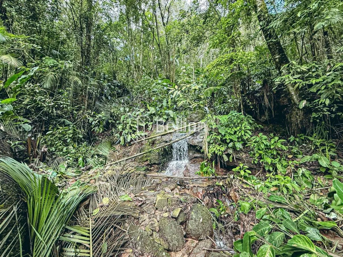 Imagem Sítio com casa em madeira de lei e riqueza em água em Rio dos Cedros