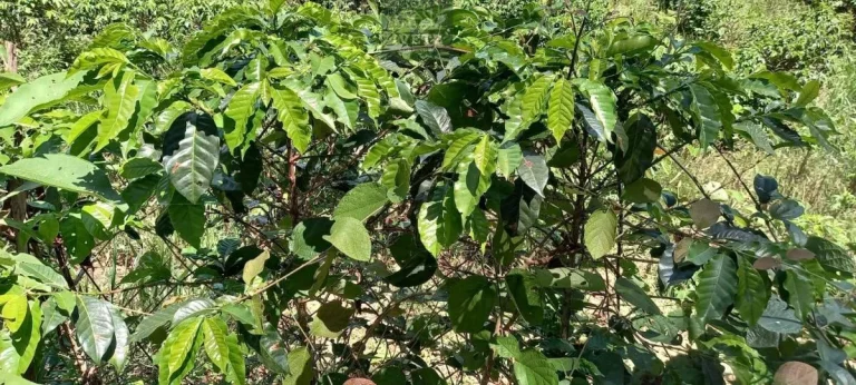 Imagem Terreno no Bairro da Lagoa - Oportunidade Única!