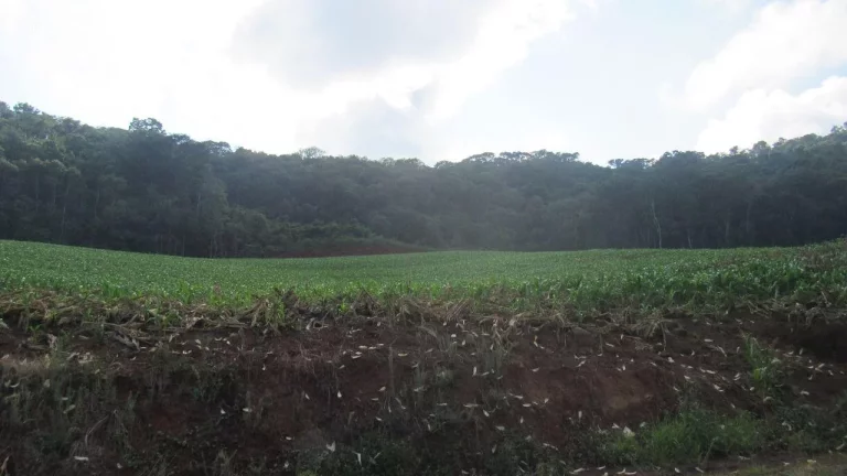 Imagem Área Agrícola para Venda em Peritiba, Lageado Mirim