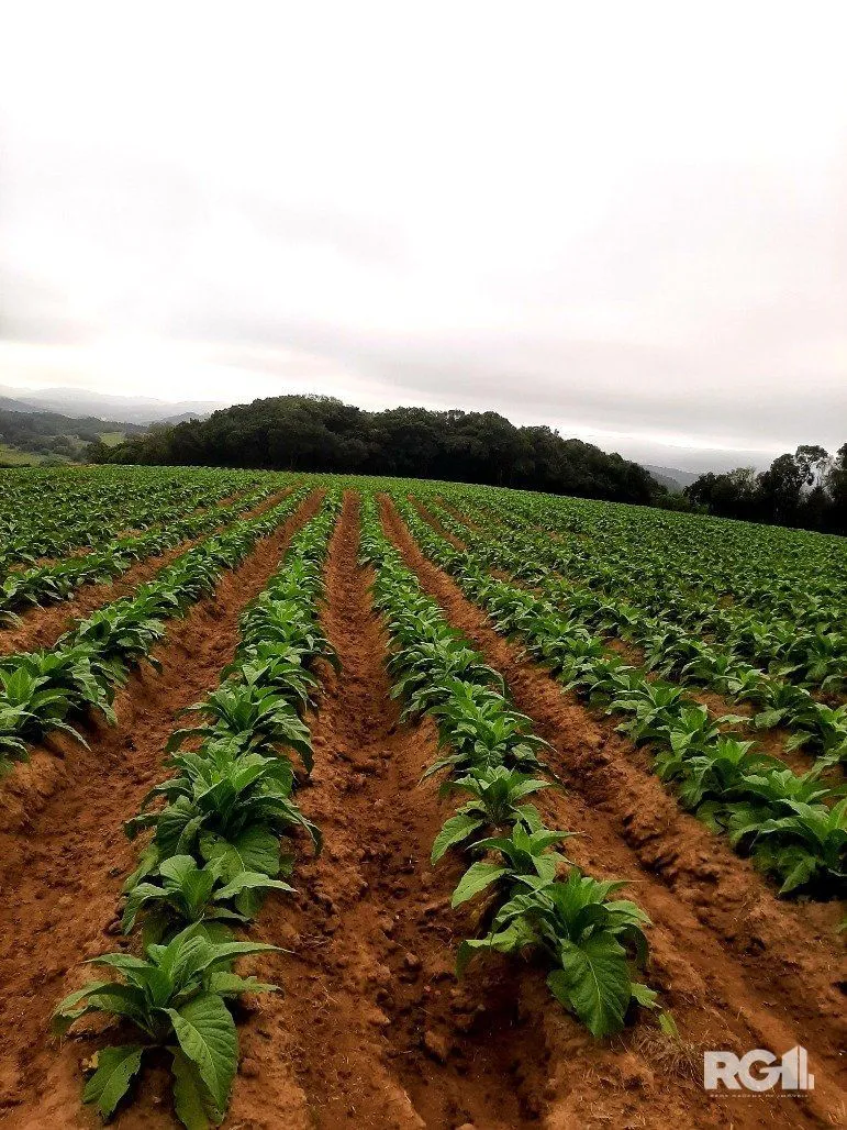 Imagem Area de terras cultivaveis