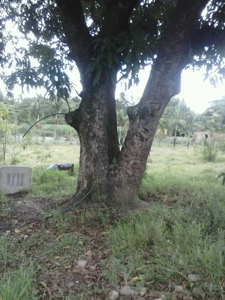 Imagem Chácara à venda 2 Quartos, João Daniel, Guaratinguetá - SP