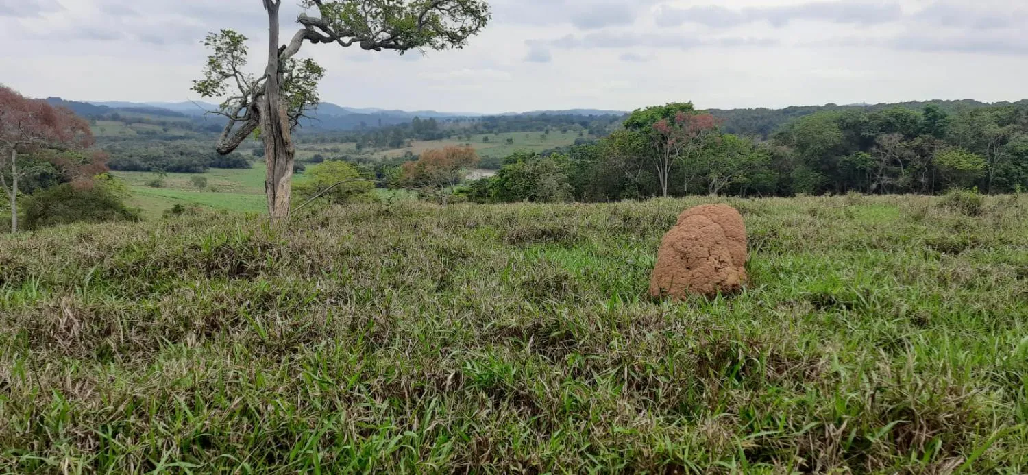 Imagem Terreno à Venda em Carmópolis de Minas 13,5 hectares, todo formado