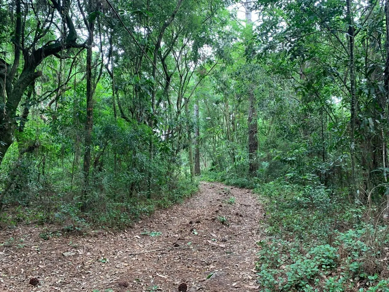 Imagem Lindo Sítio em Águas Claras - Viamão
