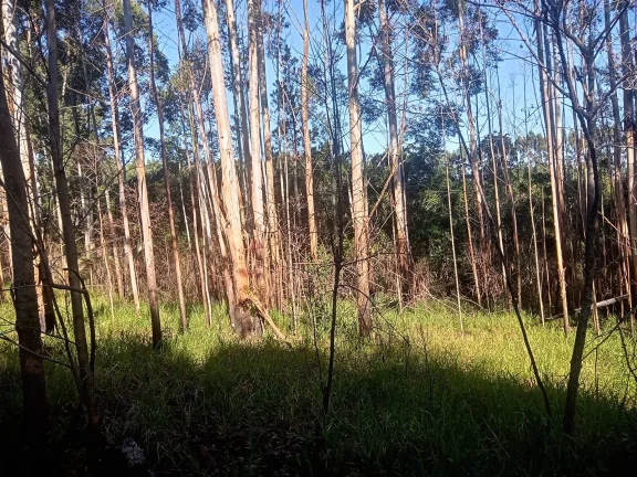 Imagem Excelente Área para Investimento - 29 Hectares, Pimenta, Viamão/RS