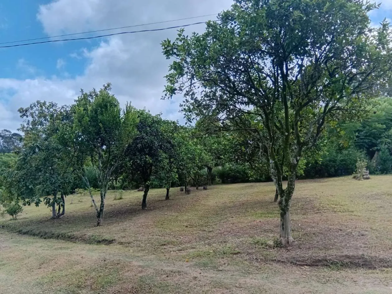 Imagem Sítio para Venda em Pelotas, Monte Bonito, 3 dormitórios, 1 banheiro, 1 vaga