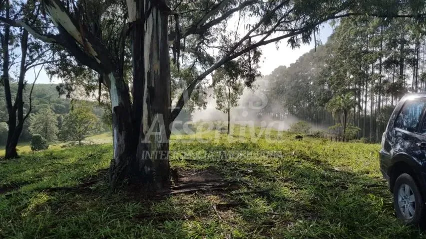 Imagem Excelente sítio para venda localizado no bairro Morungava em Gravataí/RS