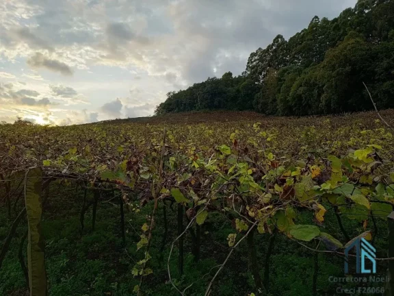 Imagem Terreno a venda, Área de 3.8 hectares em Fores da Cunha - Otávio Rocha RS