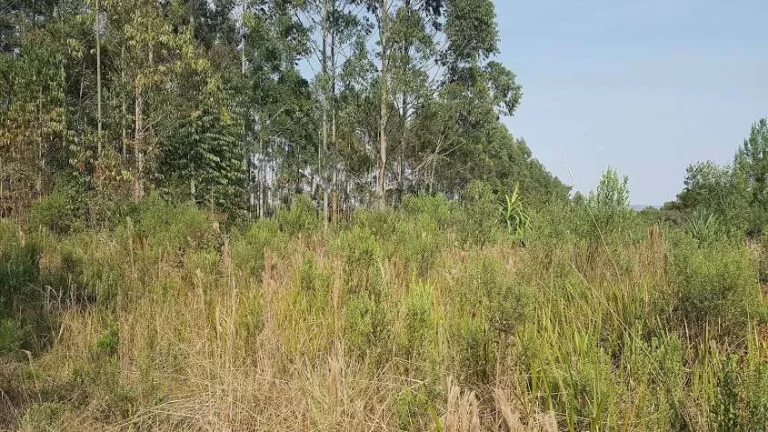 Imagem Área Rural para formar Chácara