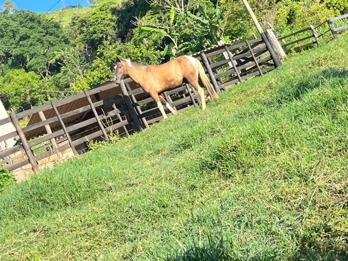 Imagem Vendo um excelente sítio em Crucilândia/MG , área total de 3 hectares (30.000 m²)