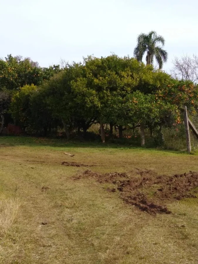 Imagem Chácara para Venda em Gramado / RS no bairro Várzea Grande Linha Carara
