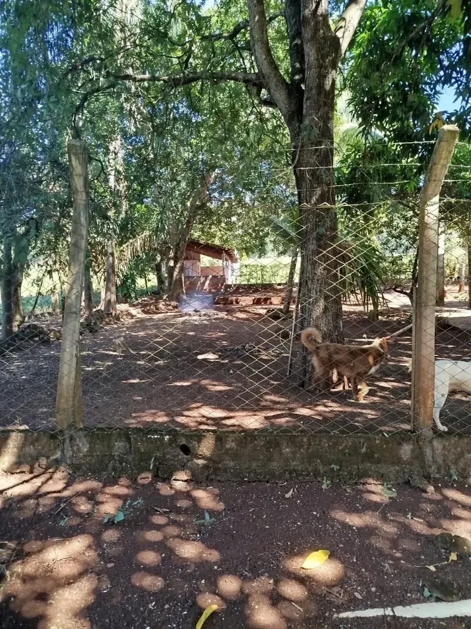 Imagem Fazenda à Venda, 28 Alq. GO em Área Rural de Itumbiara - Itumbiara