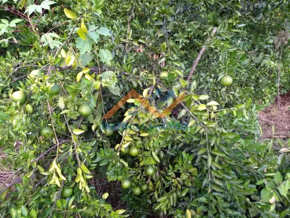 Imagem Chácara de 5.000m² em Bom Jesus do Galho