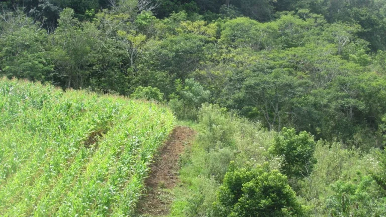 Imagem Área Agrícola para Venda em Concórdia, Rural