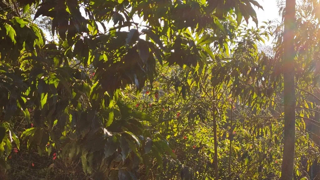 Imagem Casa para Venda em Teresópolis / RJ no bairro Soberbo