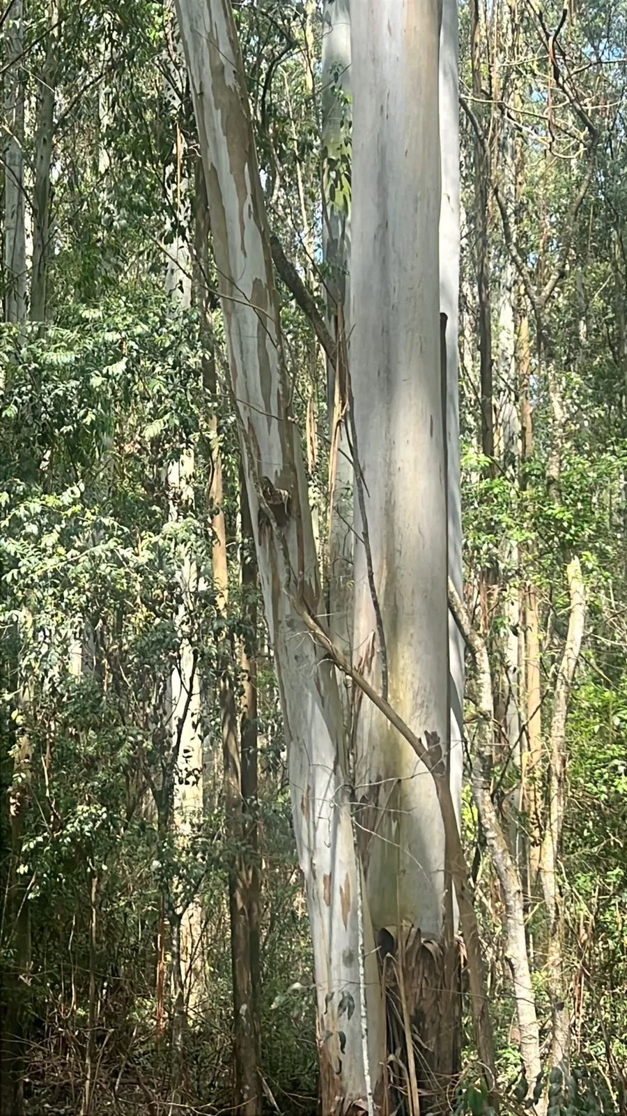 Imagem Terreno à venda - BR-290 | Frente à Praça de Pedágio Gravataí