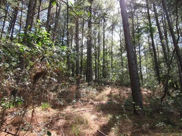 Imagem Área 53851,44 m² no Beco da Paixão Bairro Lomba do Pinheiro