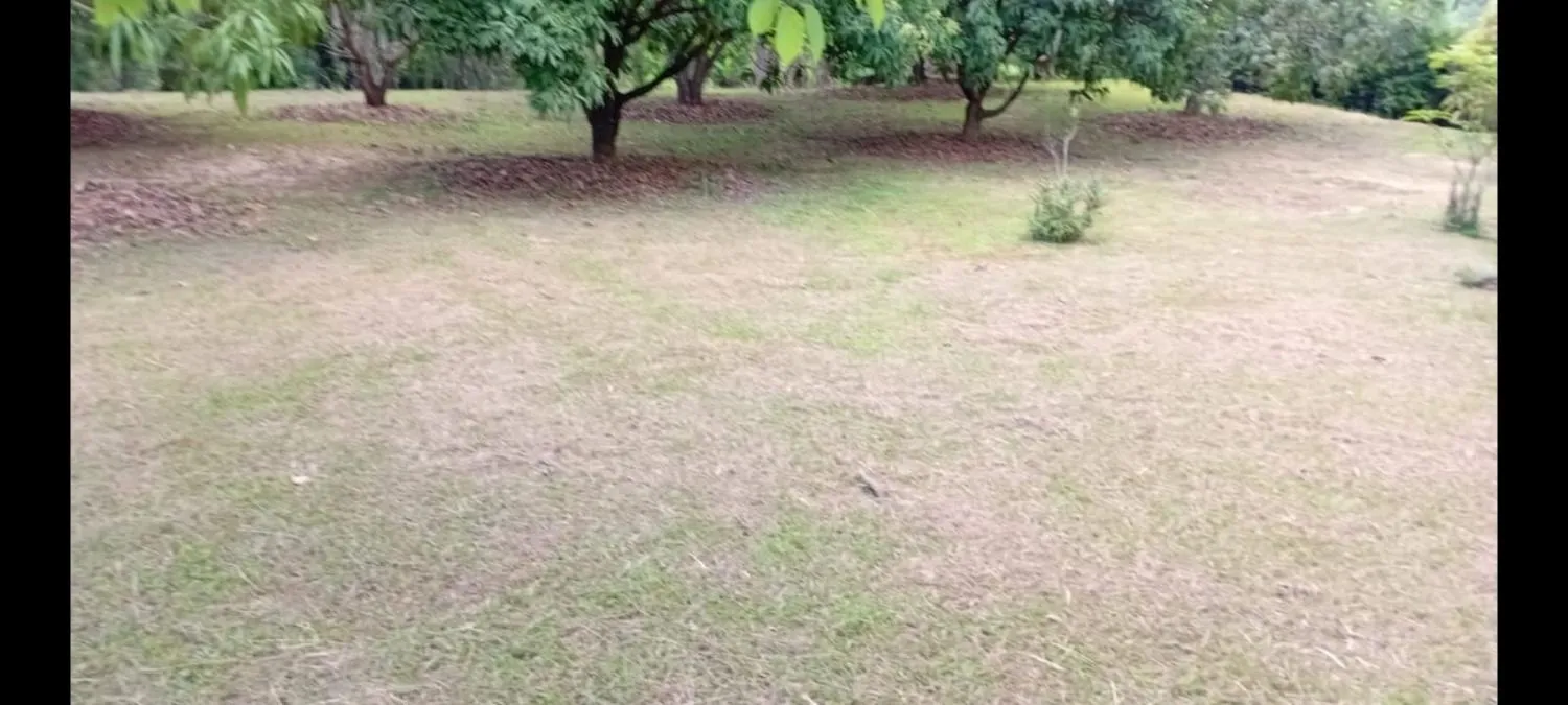 Imagem Excelente sítio à venda em Betim/MG ? Área total de 20.000 m²