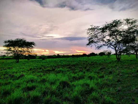 Imagem Fazenda para Venda em Santa Maria, SANTA MARIA