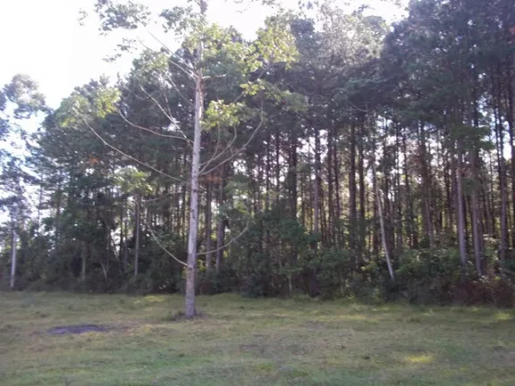 Imagem Terreno à Venda, 70.000 m² em Morro Chato - Turvo