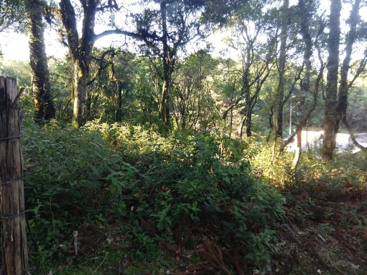Imagem Terreno para Venda em São Francisco de Paula / RS