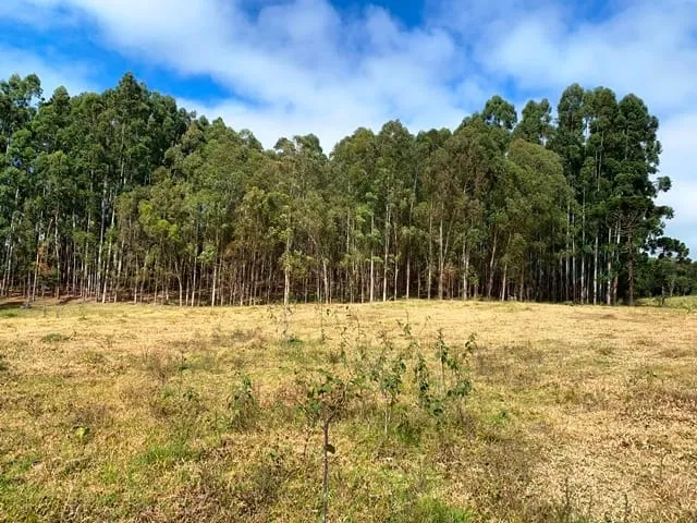 Imagem Chácara à venda 20000M², Aparição, Cunha - SP