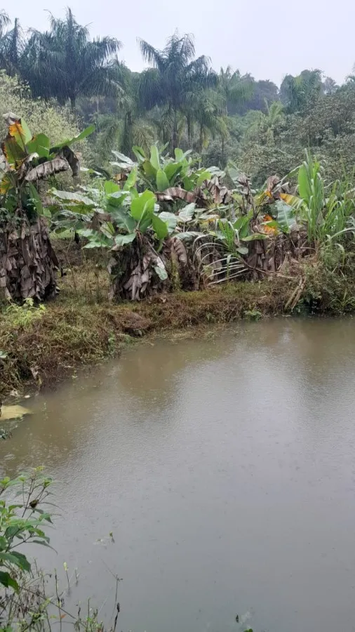 Imagem Sítio para Venda em Sete Barras, Rural