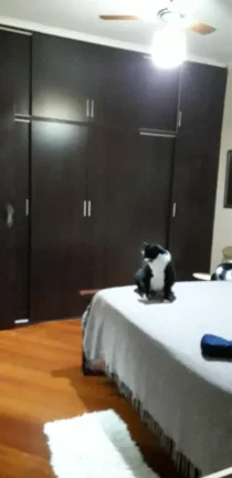 Imagem Apartamento para Venda em Santo André / SP no bairro Campestre
