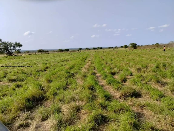 Imagem Fazenda para Venda em Santa Maria, SANTA MARIA