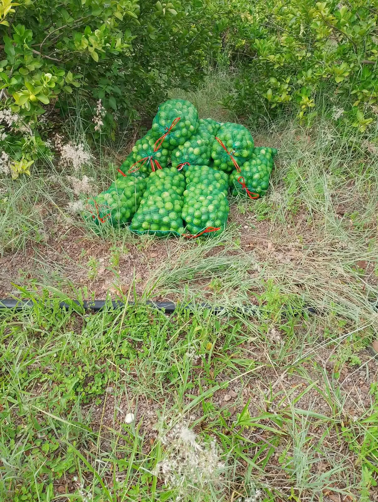 Imagem Fazenda 10km do Bairro Pedra 90