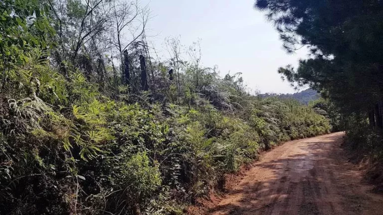 Imagem Área Rural 5 Alqueires - 3 Barras de Cima - Bateias!