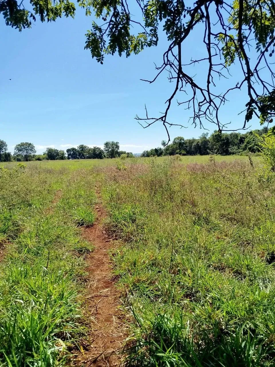 Imagem Fazenda à Venda, 28 Alq. GO em Área Rural de Itumbiara - Itumbiara