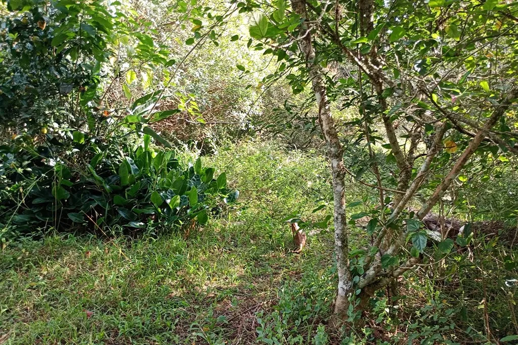 Imagem Fazenda em Belém Novo