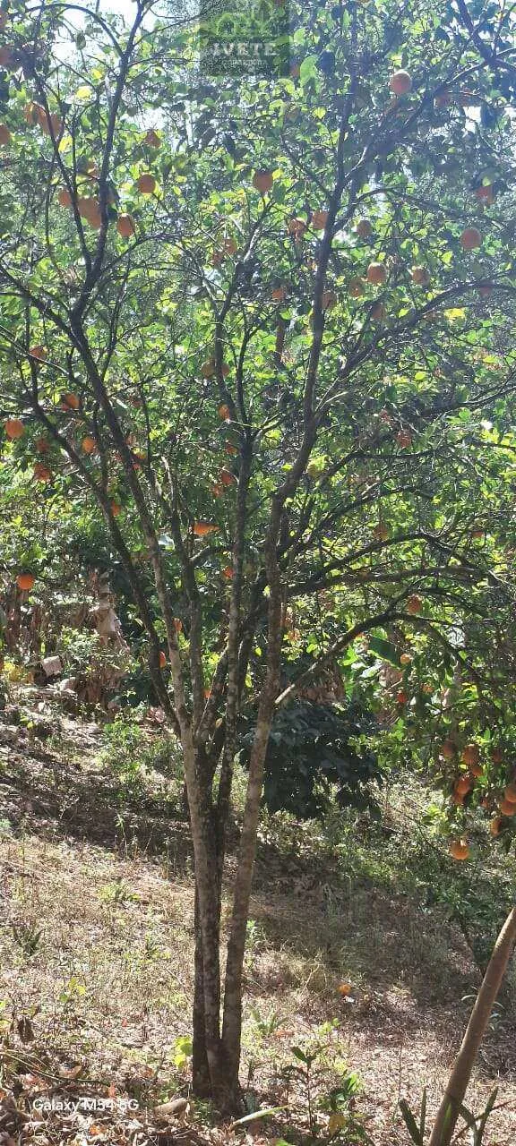 Imagem LINDA CHACARA EM SOCORRO- LAVRAS DE CIMA COM 11.000M2-COM ESCRITURA E MINA D´ÁGUA
