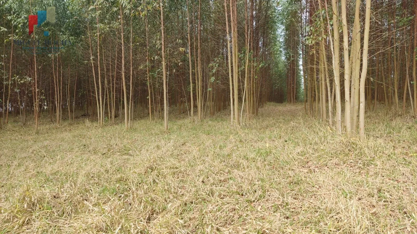Imagem Sítio região Itapetininga SP