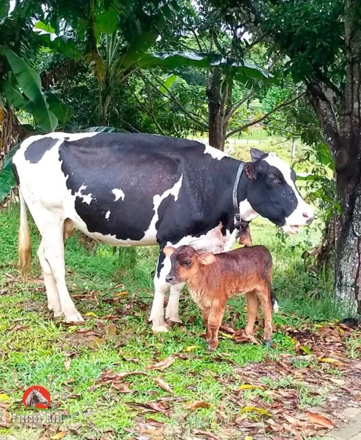 Imagem Lote para Venda em Simões Filho / BA no bairro Centro