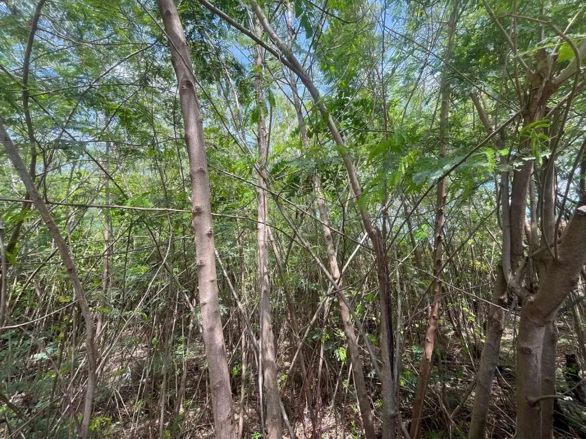 Imagem Terreno para Venda em Fortaleza, Henrique Jorge