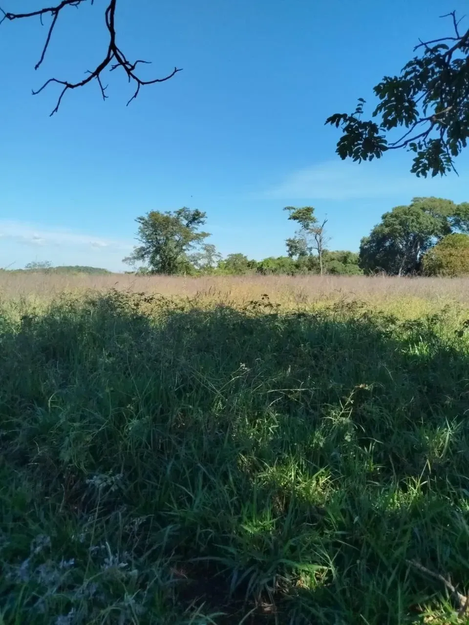 Imagem Fazenda à Venda, 28 Alq. GO em Área Rural de Itumbiara - Itumbiara