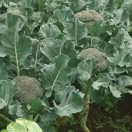 Imagem CHACARA RURAL em ANTÔNIO OLINTO - PR, Antonio Olinto