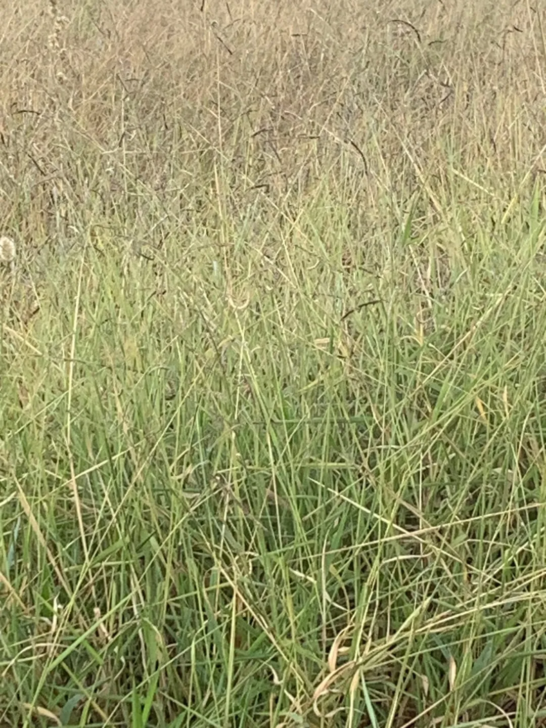 Imagem Terreno à venda 250M², Moreira César, Pindamonhangaba - SP