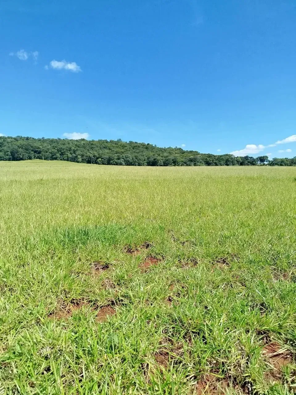 Imagem Fazenda à Venda, 28 Alq. GO em Área Rural de Itumbiara - Itumbiara