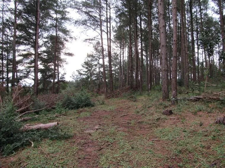 Imagem Área 53851,44 m² no Beco da Paixão Bairro Lomba do Pinheiro
