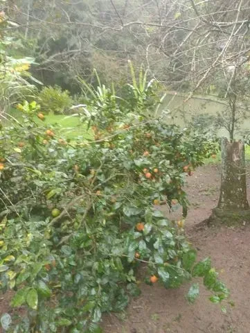 Imagem Chacara ibiuna 4.500 MTS,com 5 dormitórios sendo 4 suítes
