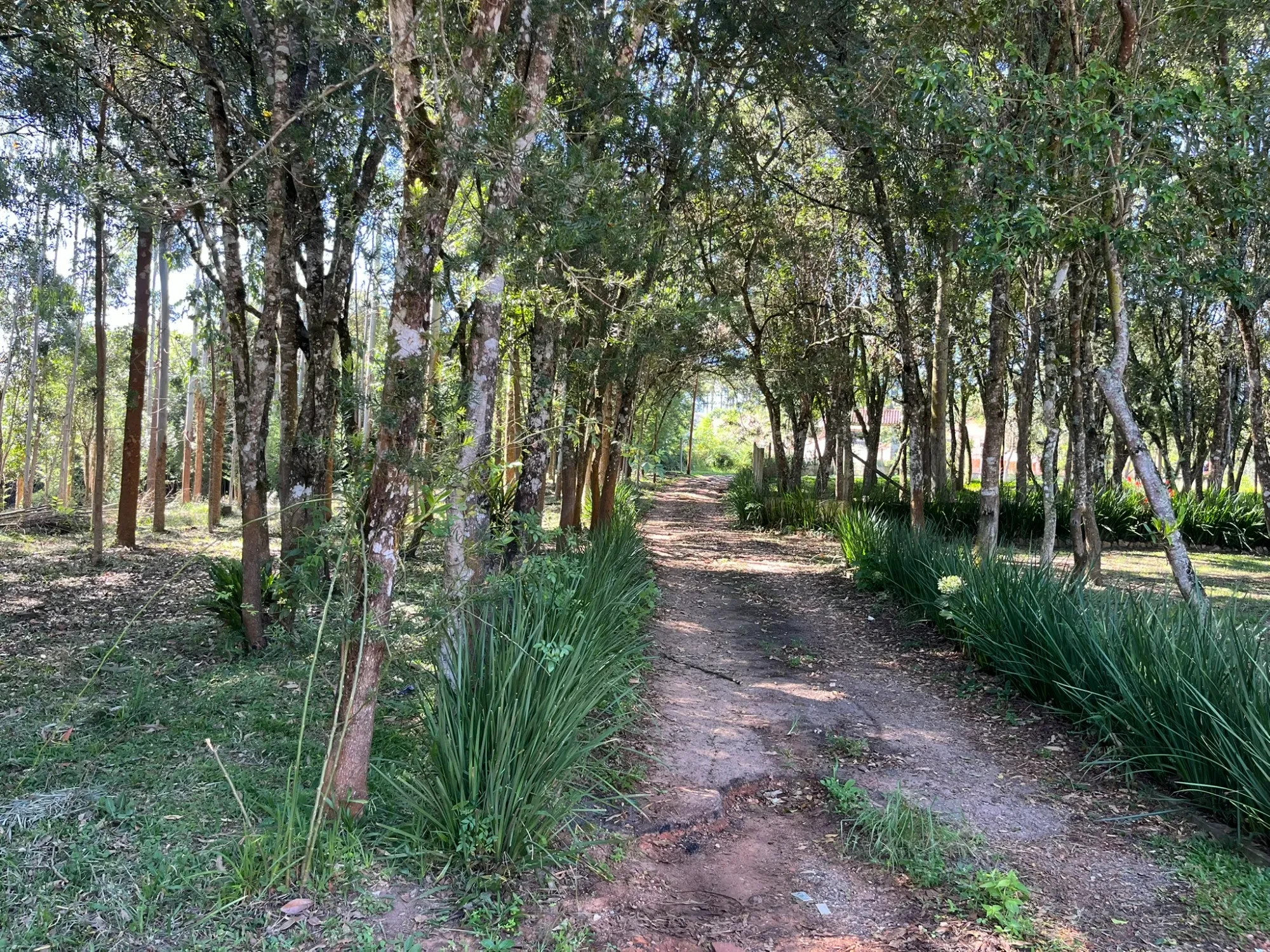 Imagem Chácara com 3 Quartos à Venda, 8000 m² em Campina do Taquaral - São José dos Pinhais