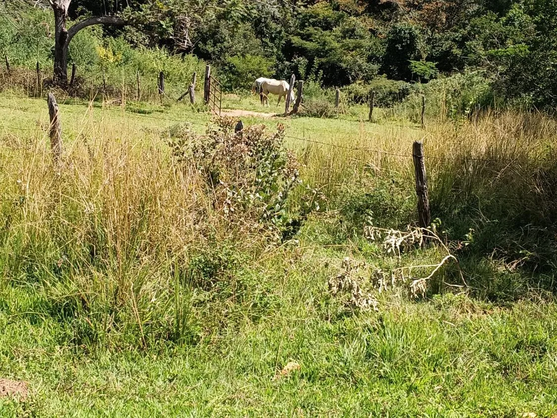 Imagem FAZENDA À VENDA EM SANTANA DO PIRAPAMA ? MG , com 338 hectares de terra