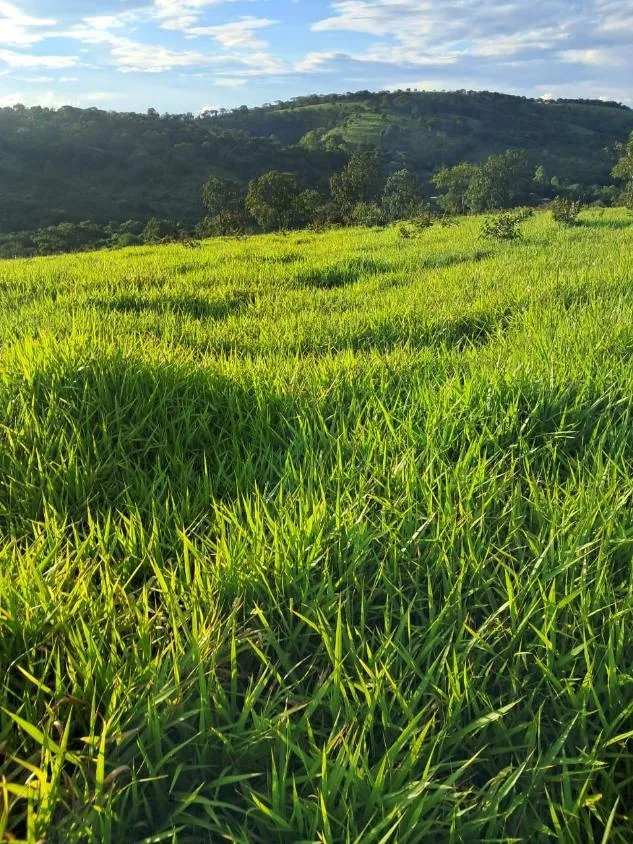 Imagem VENDE-SE FAZENDA EM PASSA TEMPO / MG área total de 100 hectares