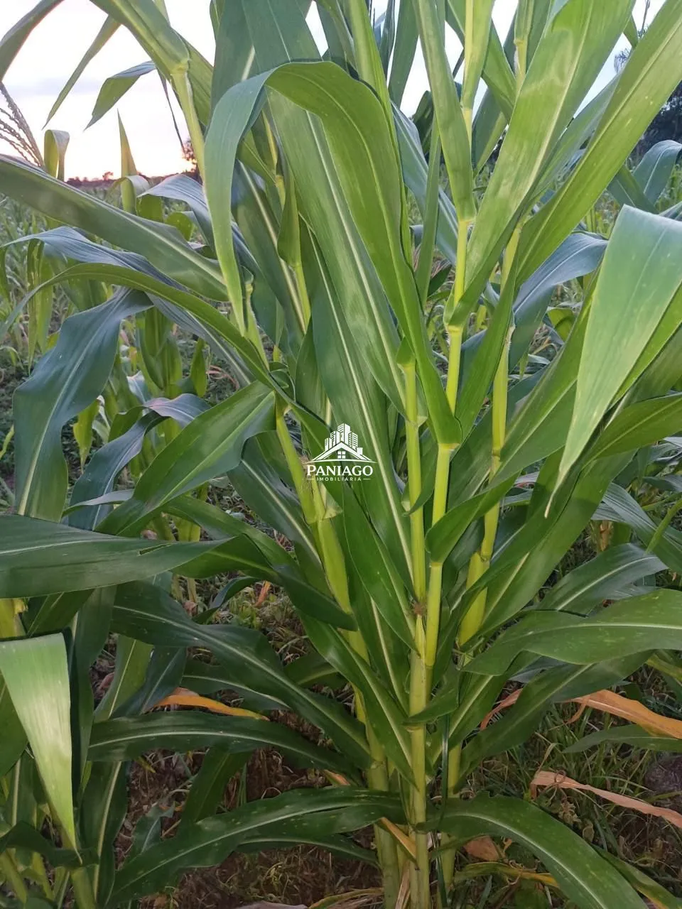 Imagem Sítio à Venda ou Troca em Cuiabá/MT | 9,6 Hectares na Região do Rio dos Couros