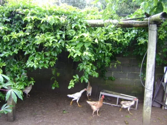 Imagem Chácara Atibaia 100% plana rio pertinho do asfalto!